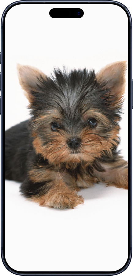 Силиконовый чехол Щенок йоркширского терьера для Apple iPhone 17 PRO - 931u-4030 изображение 