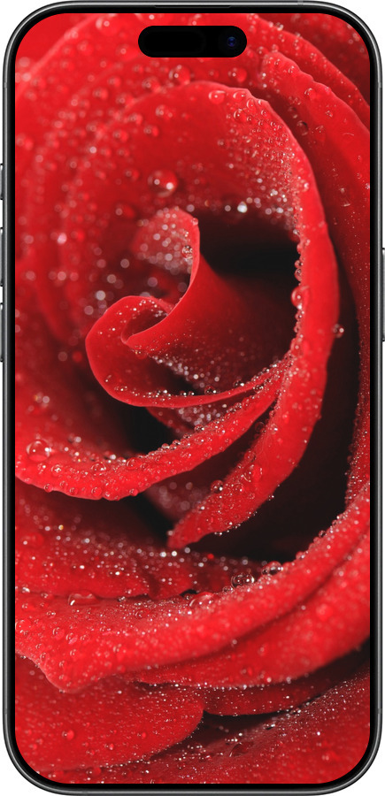 TPU чехол Червона троянда для Apple iPhone 17 - 529b-4031 изображение 