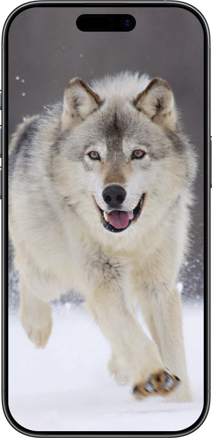 TPU чехол Вовк, що біжить для Apple iPhone 17 - 826b-4031 изображение 