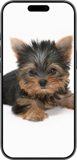 Силіконовий чехол Цуценя йоркширського тер'єра для Apple iPhone 17 - 931u-4031 изображение 