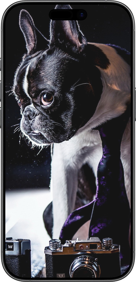 Силиконовый чехол Бульдог-фотограф для Apple iPhone 17 - 142u-4031 изображение 