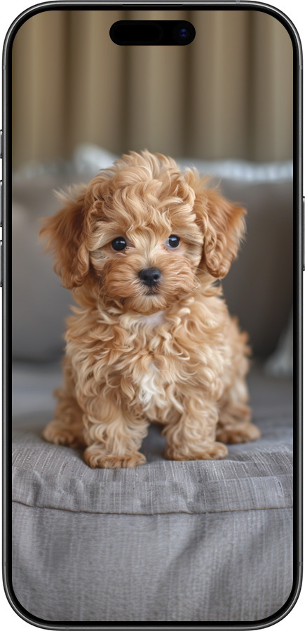 Силиконовый чехол Mini-maltipoo для Apple iPhone 17 - 6158u-4031 изображение 