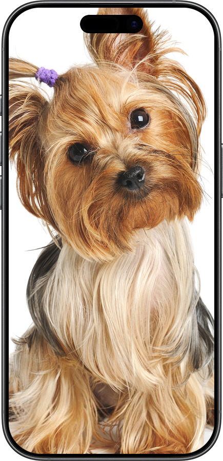 Силиконовый чехол Йоркширский терьер с хвостиком для Apple iPhone 17 - 930u-4031 изображение 