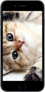 TPU чехол Котик для Apple iPhone 6 Plus - 6024b-48 изображение 