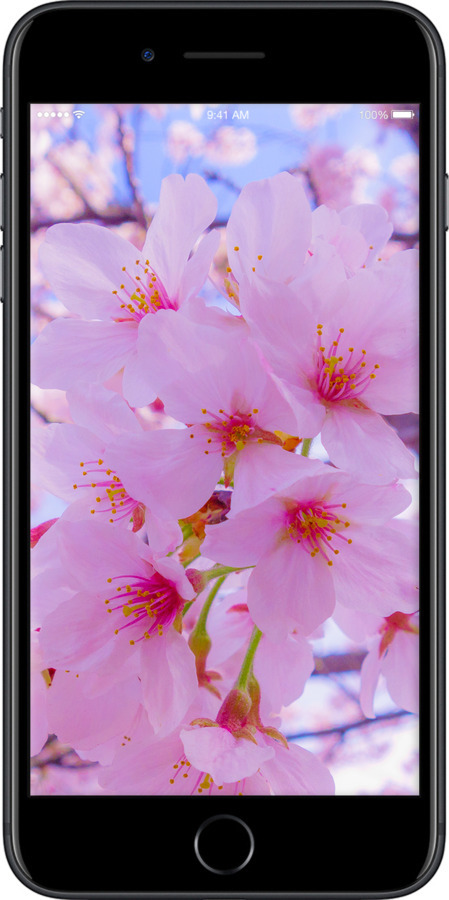 Силиконовый чехол Сакура для Apple iPhone 7 Plus - 6029u-337 изображение 