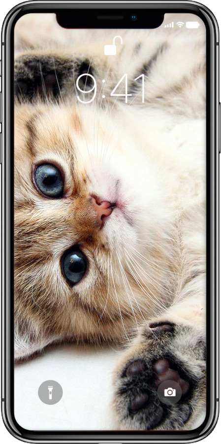 2D пластиковый чехол Котик для Apple iPhone X - 6024t-1050 изображение 