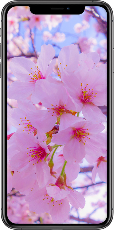 TPU чехол Сакура для Apple iPhone XS Max - 6029b-1557 изображение 