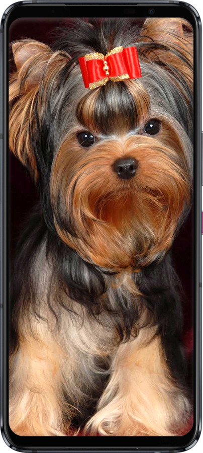 Силиконовый чехол Йоркширский терьер для Asus ROG Phone 5 - 929u-2530 изображение 