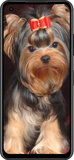 Силіконовий чехол Йоркширський тер'єр для Asus Zenfone 9 - 929u-2842 изображение 