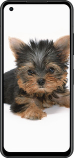 Силиконовый чехол Щенок йоркширского терьера для Asus Zenfone 9 - 931u-2842 изображение 