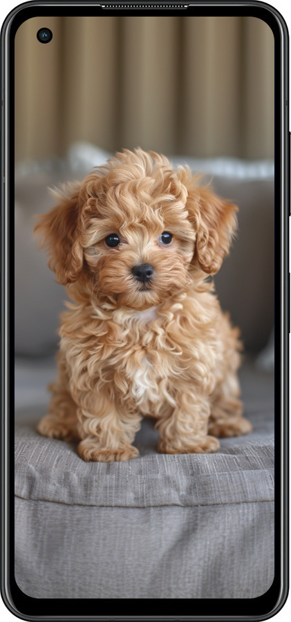 Силиконовый чехол Mini-maltipoo для Asus Zenfone 9 - 6158u-2842 изображение 