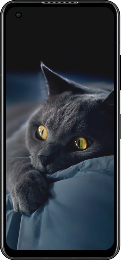 Силіконовий чехол Димчастий кіт для Asus Zenfone 9 - 825u-2842 изображение 