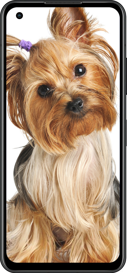 Силиконовый чехол Йоркширский терьер с хвостиком для Asus Zenfone 9 - 930u-2842 изображение 