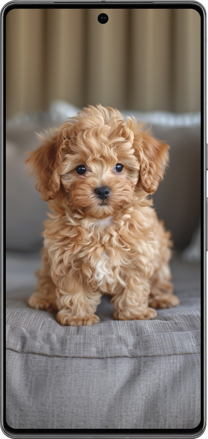 TPU чехол Mini-maltipoo для Google Pixel 7 Pro - 6158b-3031 изображение 