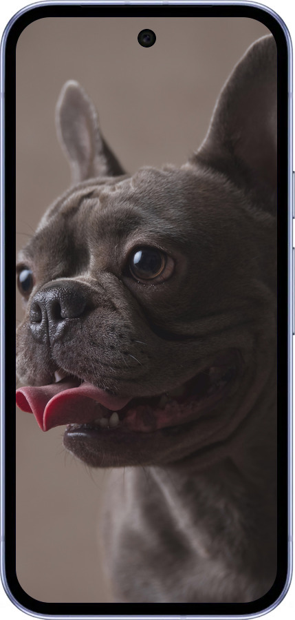 Силіконовий чехол Милий бульдог для Google Pixel 9A - 5546u-3899 изображение 