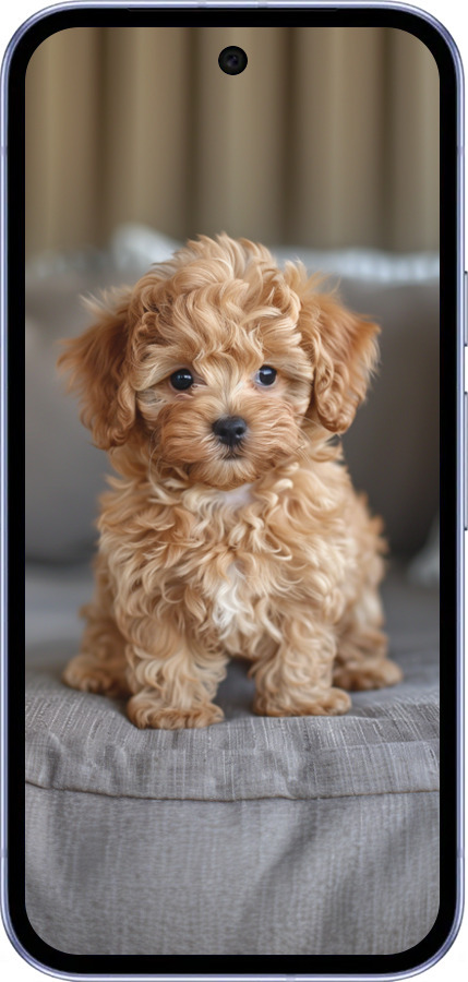 Силиконовый чехол Mini-maltipoo для Google Pixel 9A - 6158u-3899 изображение 