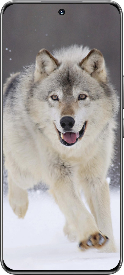 TPU чехол Вовк, що біжить для Huawei Honor 200 - 826b-3731 изображение 