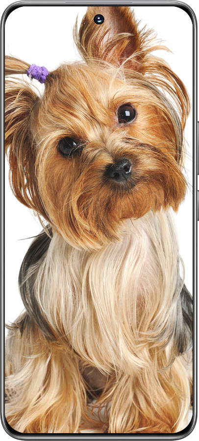 TPU чехол Йоркширский терьер с хвостиком для Huawei Honor 200 - 930b-3731 изображение 