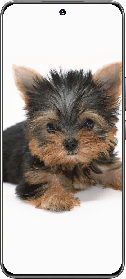 TPU чехол Щенок йоркширского терьера для Huawei Honor 200 - 931b-3731 изображение 