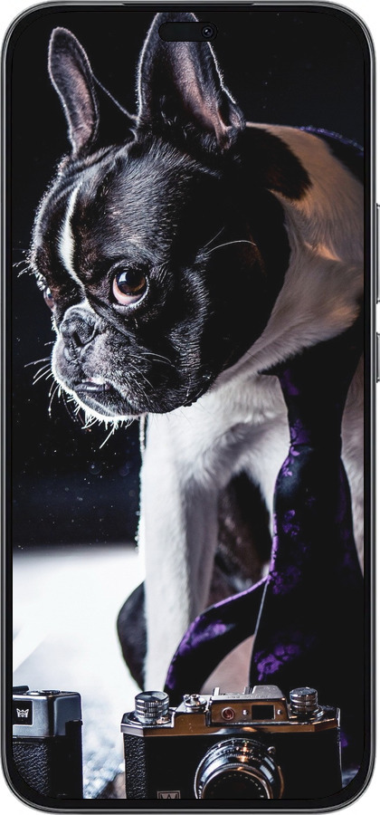 Силиконовый чехол Бульдог-фотограф для Huawei Honor 400 Lite 5G - 142u-3993 изображение 