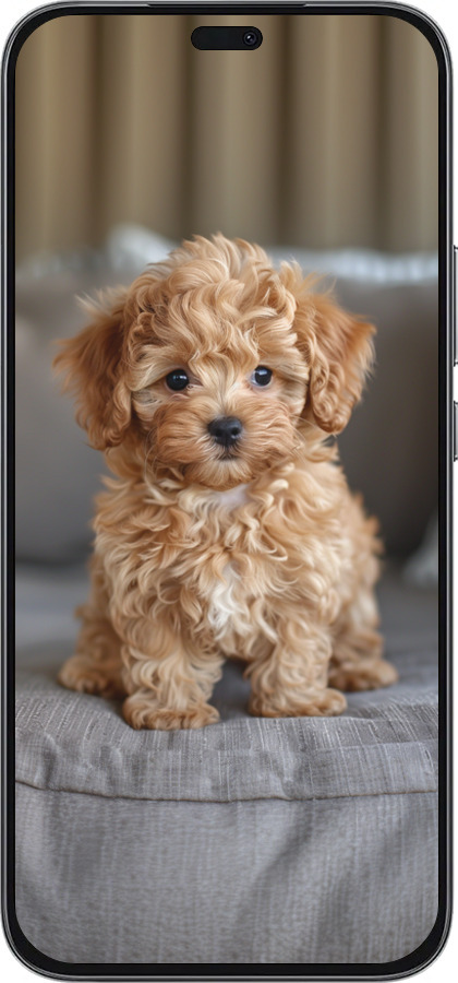 Силиконовый чехол Mini-maltipoo для Huawei Honor 400 Lite 5G - 6158u-3993 изображение 