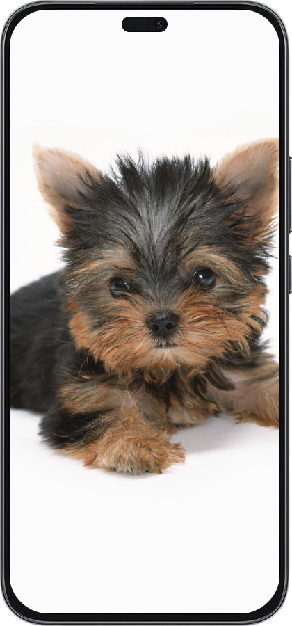 Силіконовий чехол Цуценя йоркширського тер'єра для Huawei Honor 400 Lite 5G - 931u-3993 изображение 