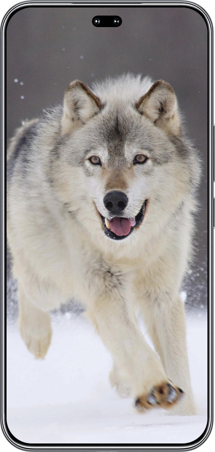 Силиконовый чехол Бегущий волк для Huawei Honor 400 PRO 5G - 826u-4036 изображение 