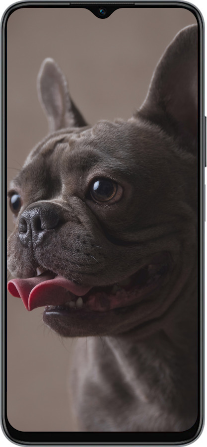 Силиконовый чехол Милый бульдог для Huawei honor X6 - 5546u-3341 изображение 