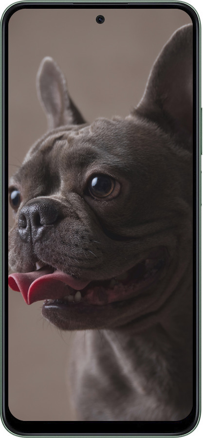 Силиконовый чехол Милый бульдог для Huawei Honor X7c - 5546u-3874 изображение 