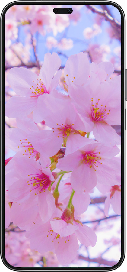 Силіконовий чехол Сакура для Huawei Honor X8b - 6029u-3614 изображение 