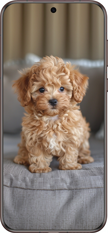 Силіконовий чехол Mini-maltipoo для Huawei Pura 70 Ultra - 6158u-3704 изображение 