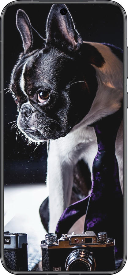 Силиконовый чехол Бульдог-фотограф для Huawei Pura 70 - 142u-3703 изображение 