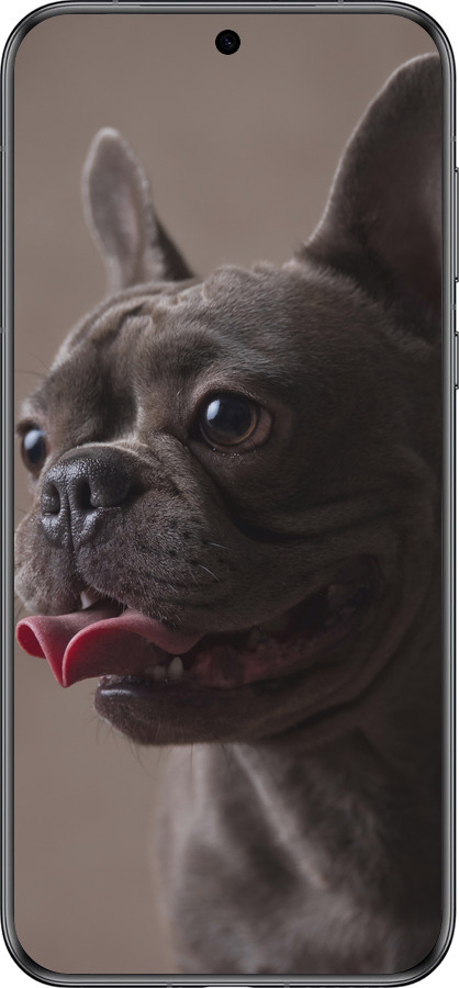 Силіконовий чехол Милий бульдог для Huawei Pura 70 - 5546u-3703 изображение 