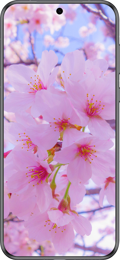 Силиконовый чехол Сакура для Huawei Pura 70 - 6029u-3703 изображение 