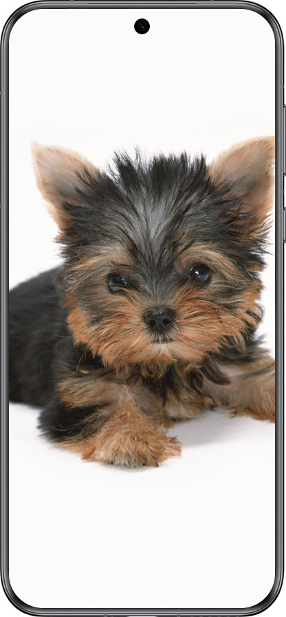 Силиконовый чехол Щенок йоркширского терьера для Huawei Pura 70 - 931u-3703 изображение 