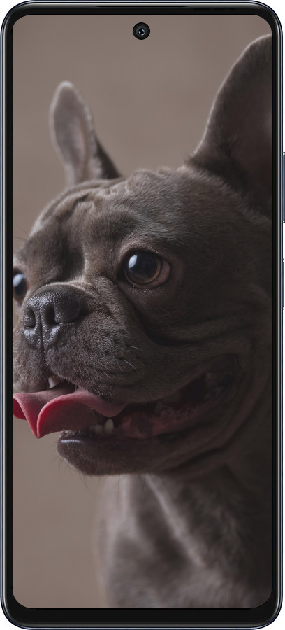 Силиконовый чехол Милый бульдог для Infinix Hot 50 5G - 5546u-3795 изображение 