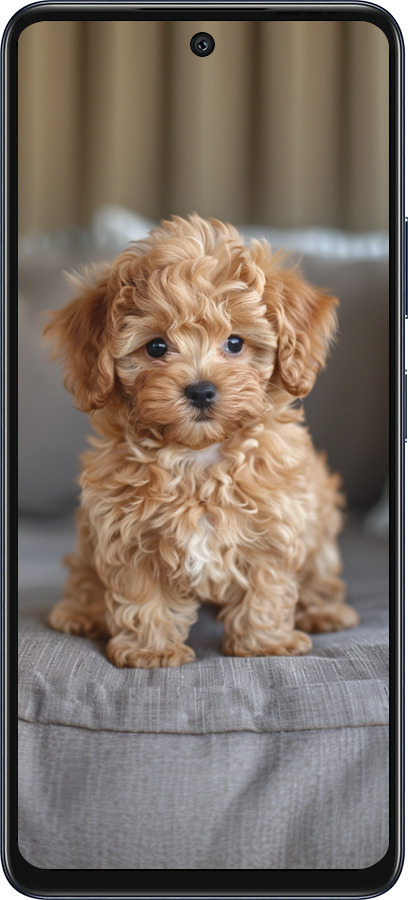 Силіконовий чехол Mini-maltipoo для Infinix Hot 50 5G - 6158u-3795 изображение 