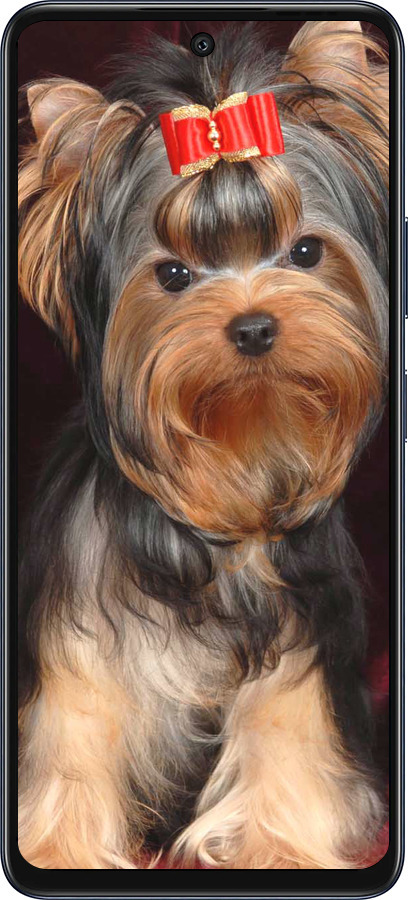 Силиконовый чехол Йоркширский терьер для Infinix Hot 50 5G - 929u-3795 изображение 
