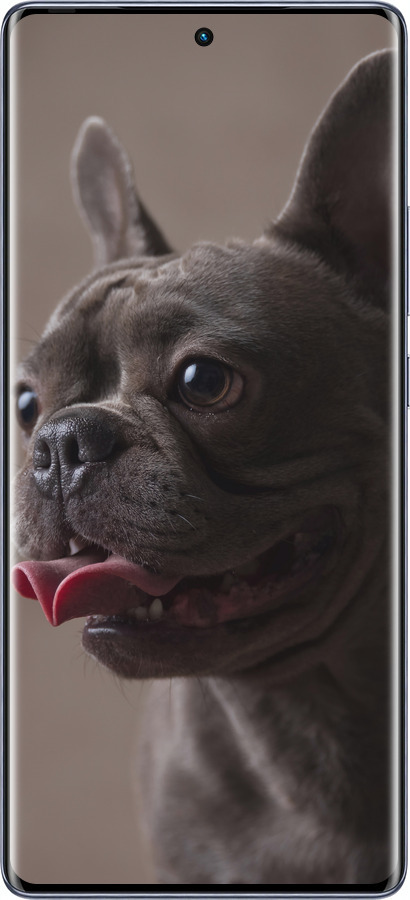 Силиконовый чехол Милый бульдог для Infinix Hot 50 Pro+ 4G - 5546u-3870 изображение 