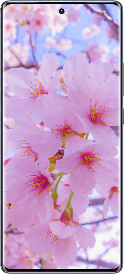 Силіконовий чехол Сакура для Infinix Hot 50 Pro+ 4G - 6029u-3870 изображение 