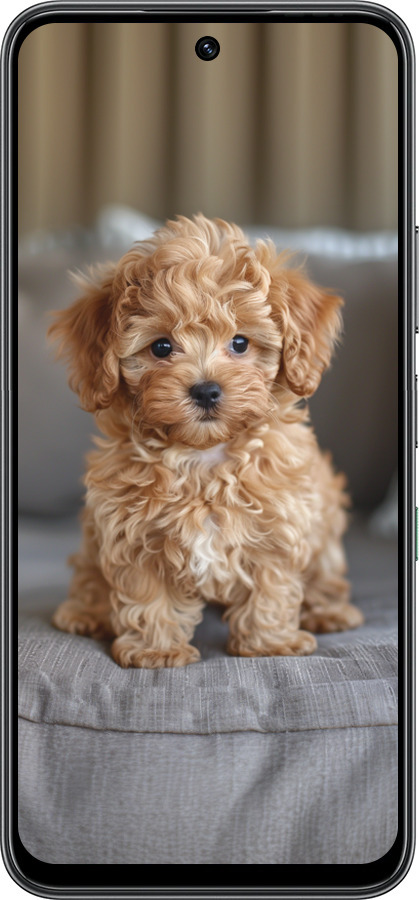 Силиконовый чехол Mini-maltipoo для Infinix Hot 60 5G / Hot 60i 4G - 6158u-4114 изображение 