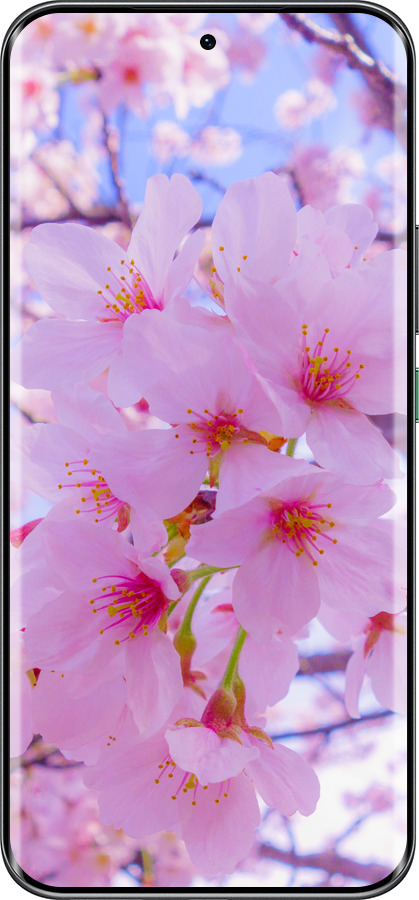 Силиконовый чехол Сакура для Infinix Hot 60 Pro+ - 6029u-4125 изображение 