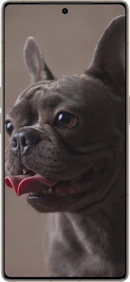 Силиконовый чехол Милый бульдог для Infinix Note 50 Pro+ - 5546u-4041 изображение 