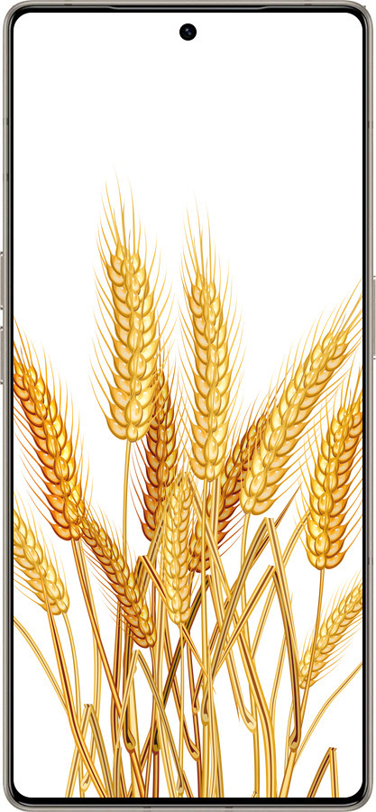 Силиконовый чехол Колоски пшеници для Infinix Note 50 Pro+ - 5866u-4041 изображение 