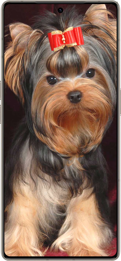 Силиконовый чехол Йоркширский терьер для Infinix Note 50 Pro+ - 929u-4041 изображение 