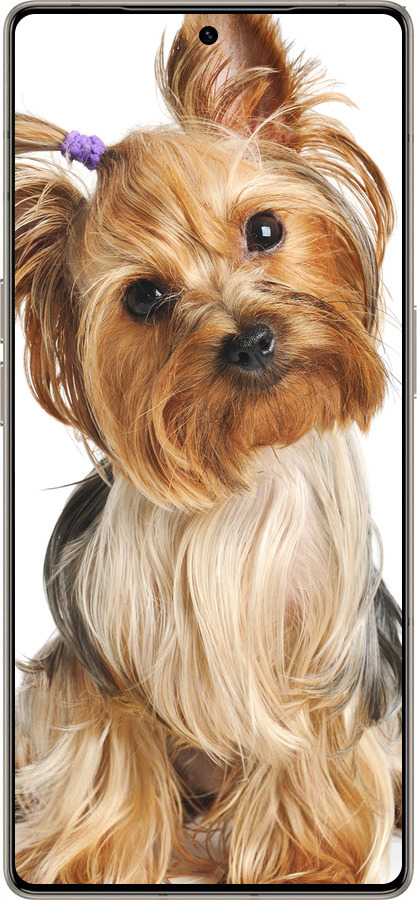 Силиконовый чехол Йоркширский терьер с хвостиком для Infinix Note 50 Pro+ - 930u-4041 изображение 