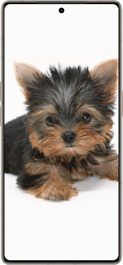 Силиконовый чехол Щенок йоркширского терьера для Infinix Note 50 Pro+ - 931u-4041 изображение 