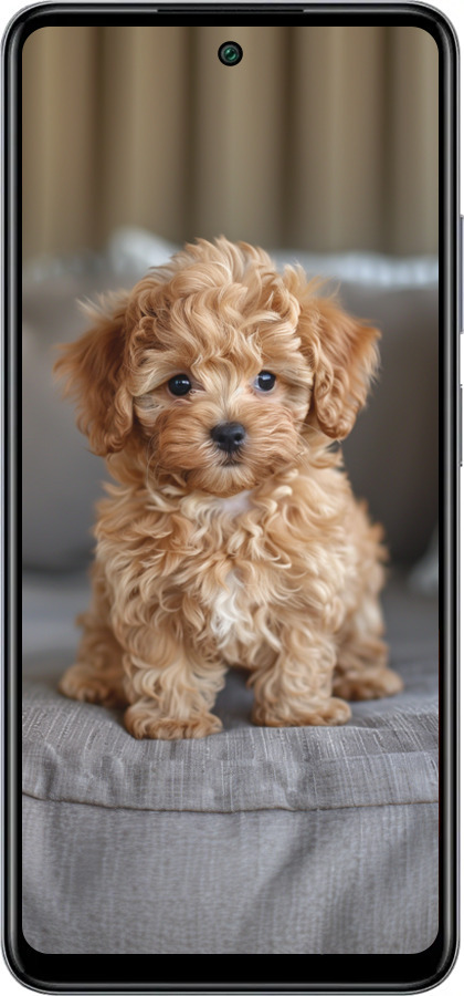 Силіконовий чехол Mini-maltipoo для Infinix Smart 8 Plus - 6158u-3677 изображение 