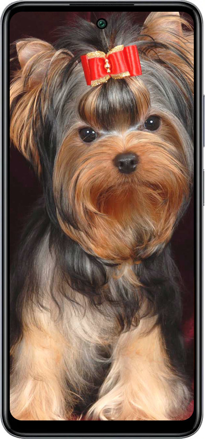 Силіконовий чехол Йоркширський тер'єр для Infinix Smart 8 Plus - 929u-3677 изображение 
