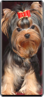Силиконовый чехол Йоркширский терьер для Infinix Zero 40 5G - 929u-3822 изображение 